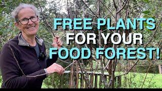 A Food Forest for FREE ?  How I Obtained Plants for my Permaculture Food Forests