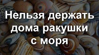 Можно или нельзя держать ракушки дома