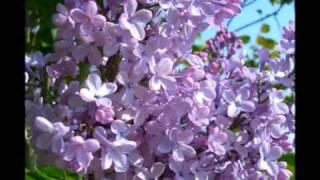 Rachmaninoff Lilacs Op.21 No.5