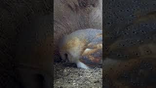 Barn owl counts her eggs 