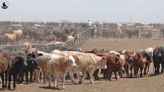 Granja ganado más grande - 13 millones de vacas se crían esta manera