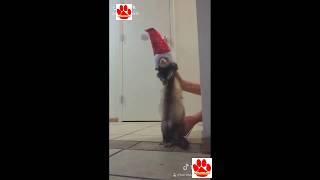 kulikitaka ferret 