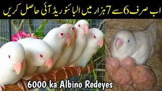 How to produce albino redeyes cheaply  Albino red eyes in just 6 to 7000 only  Albino redeyes