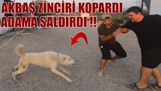 BU AKBAŞ ÇOBAN KÖPEKLERİ ADAM YİYOR   GERÇEKTEN  SİNSİ VE SALDIRGAN KÖPEKLER @yunusbicenakbass