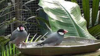 Java Sparrows taking a bath in the Pheasantasiam