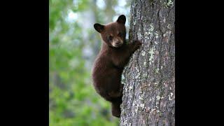 Baby Bear Rescue @ Cindis Sacred Garden