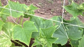 How to help you cucumbers grow vertically onto a net.