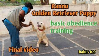 Bannu The #goldenretriever #puppy final training video @BalusK9Dogtraining #support #viral