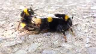 Pair of Bumble Bees Making Love  Having Sex #beeporn