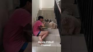 GEMESIN BANGET DUA ANJING PINTAR TEMENIN MOMMY MAKAM. #hewiepitbull #doglover #shortvideo