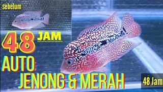 TIPS & TRICKS  48 JAM IKAN LOUHAN JENONG DAN MERAH