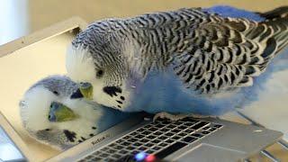 Budgerigar makes friends with reflection in miniature laptop