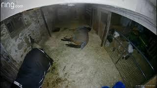 Horse Sven lays down in his stall and cracks off 30 second epic fart.