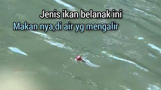 mancing ikan belanak di air yg mengalir