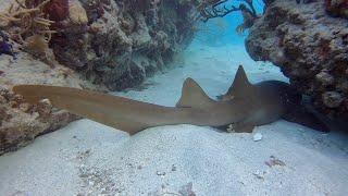 Freediving with Nurse Shark