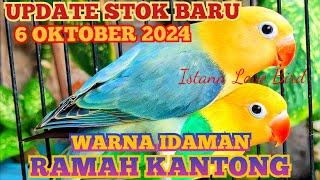 UPDATE STOK BARU6 OKTOBER 2024 WARNA CANTIK HARGA TERJANGKAU#lovebirdmurah #lovebirds