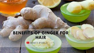 Benefits of ginger for hair  How to use ginger to reduce hairfall  Somis World