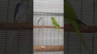 Indian ring neck- Blue violet cleartailopalineXgreen opalinebluecleartail #parrot #ringneckparrot