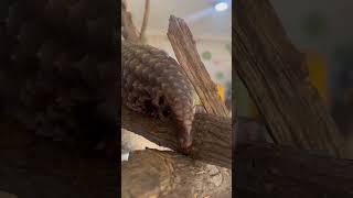 Pangolin Nursery #africanwildlife #animals #nature #greenfingerswi #wildlifenigeria