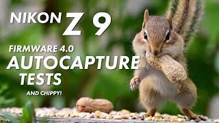 Nikon Z 9 Firmware 4.0 Autocapture test with backyard birds and chippy