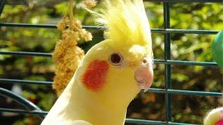 Cute Cockatiel Singing  Cockatiel Song  Cockatiel Calls  Cockatiel Sound Effect  No Music