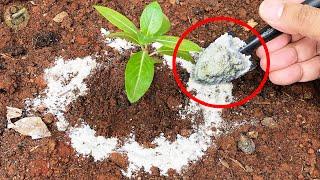 MIRACULOUS MAGIC POWDER IN GARDENING  100% Organic Pesticide - Diatomaceous Earth