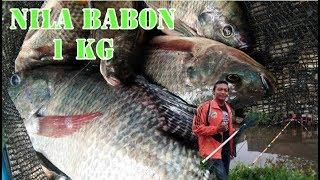 Eps.01 SUNGAI DANGKAL SARANG NILA BABON  BRANJANG IKAN NILA