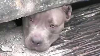 Salvan a 3 grandes pit bulls atrapados en un desagüe