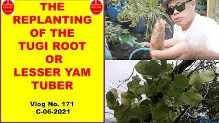 The Replanting of Tugi Root or Lesser Yam Tuber Plant - Planted in Empty Sack of Rice With Soil