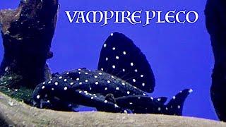 Vampire Galaxy Pleco L240 Red Shoulder Severum Cichlid Red Eye Rummy Nose Tetras