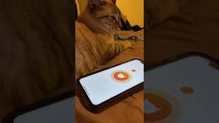 Meow Talk App