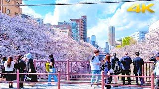 Tokyo Meguro River Cherry Blossoms・4KBinaural