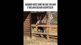 Quando você sabe no que vai dar.  #animaisdublados #memes #humor #comediaanimal #funnymemes