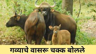 Trap camera discovery.  ट्रॅप कॅमेऱ्यात सापडले दुर्मिळ प्राणी.गव्याचे वासरू बोलले.marathi discovery.