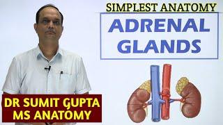 ADRENAL GLANDSUPRARENAL GLAND  ANATOMY