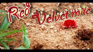 Red Velvet Mites documentary