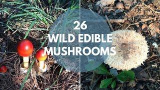 Wild Mushrooms You Can Eat