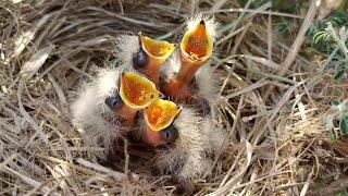 Cute little babies wants some food in opened and dangerous nest @BirdPlusNature