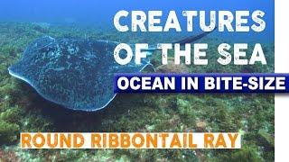 Creatures of the Sea - Round Ribbontail Ray
