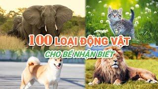 100 LOẠI ĐỘNG VẬT CHO BÉ HỌC   Dạy bé học tên gọi và tiếng kêu của các loại động vật  100 Animals