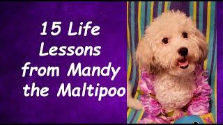 15 Life Lessons from Mandy the Maltipoo with Nancy Stallard 10-9-21