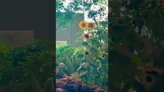 Changi airport #Sunflower#amazing #plants #flight#singaporeattractions