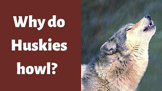 Why do Huskies howl?  Husky Howling and Barking 