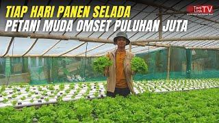 Keuntungan Maksimal Menanam Selada Hidroponik dalam Greenhouse Margin 200%