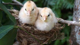 Cute Baby Chicks Chirping Sound