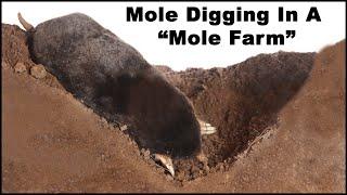 Watch a mole dig tunnels in the Mole Farm. Live Trapping Moles - Mousetrap Monday