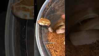 Walter tries starving himself and fails. Tanzanian House Snake