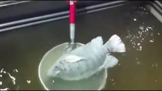 Experiments fish frozen at -35 degrees celsius