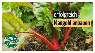 Mangold erfolgreich anbauen  Gemüseanbau im Garten für die Selbstversorgung @gartengemuesekiosk