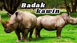 Badak kawin #rhino #rhinoceros